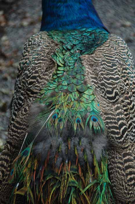 peacock in Beacon Hill Park